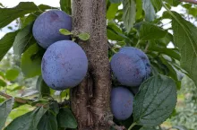 węgierka dąbrowicka