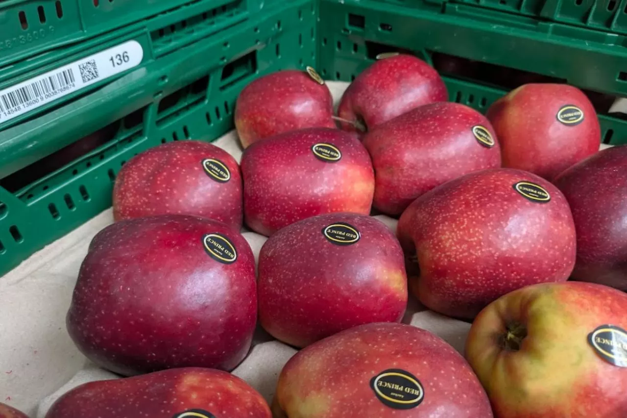 jabłka eksport