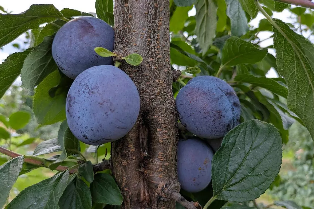 węgierka dąbrowicka