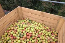 jabłka przemysłowe