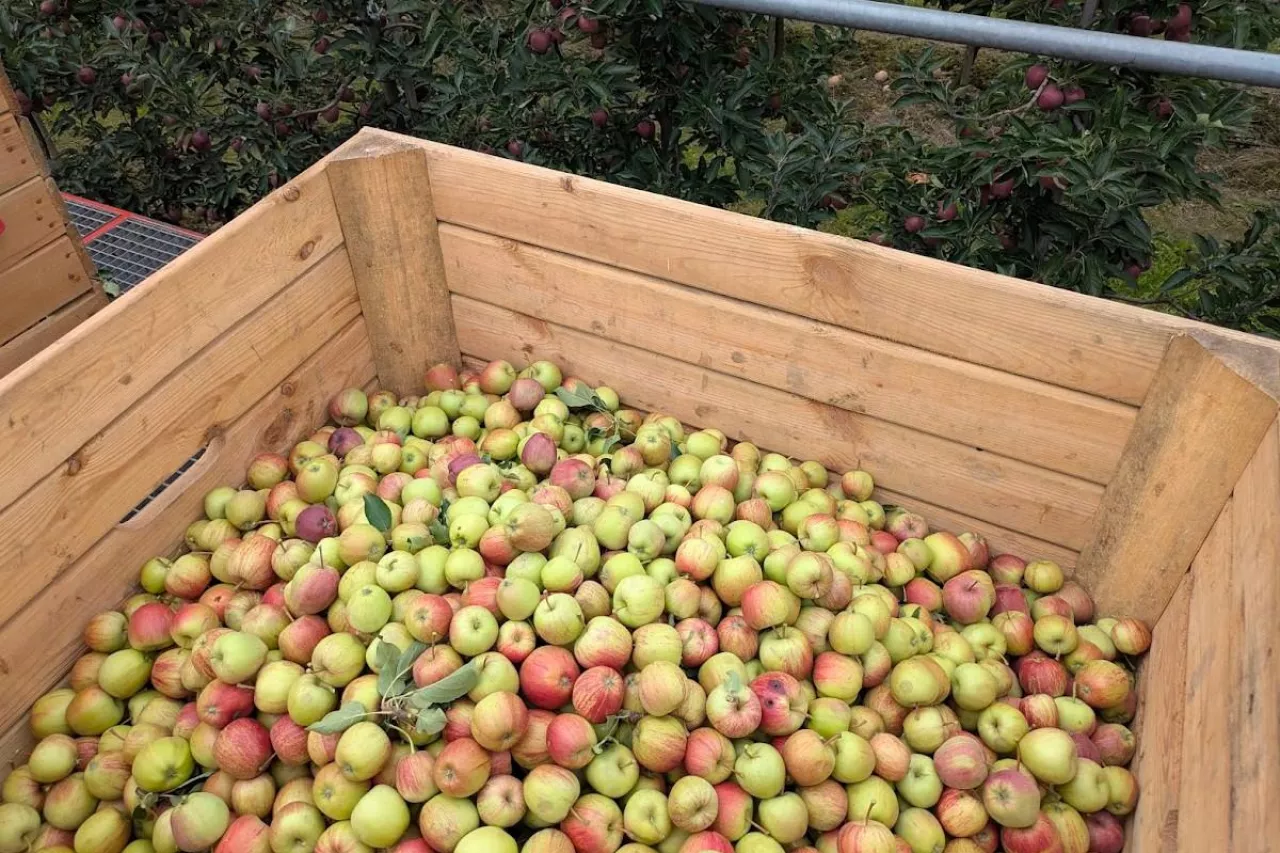 jabłka przemysłowe