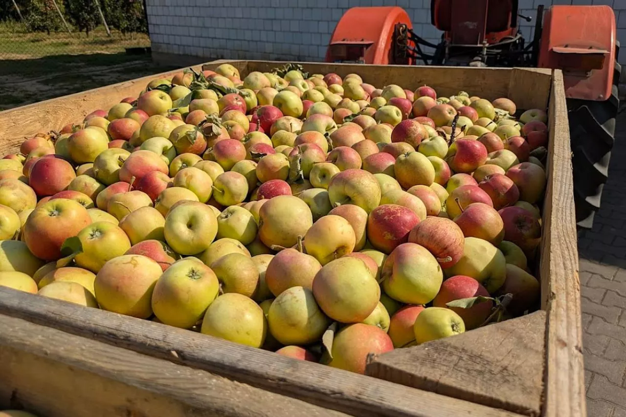 skup jabłek