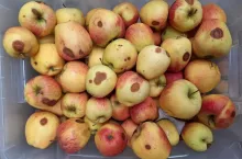 Zgorzel kory oraz objawy gorzkiej zgnilizny na owocach, odmiana Pinova