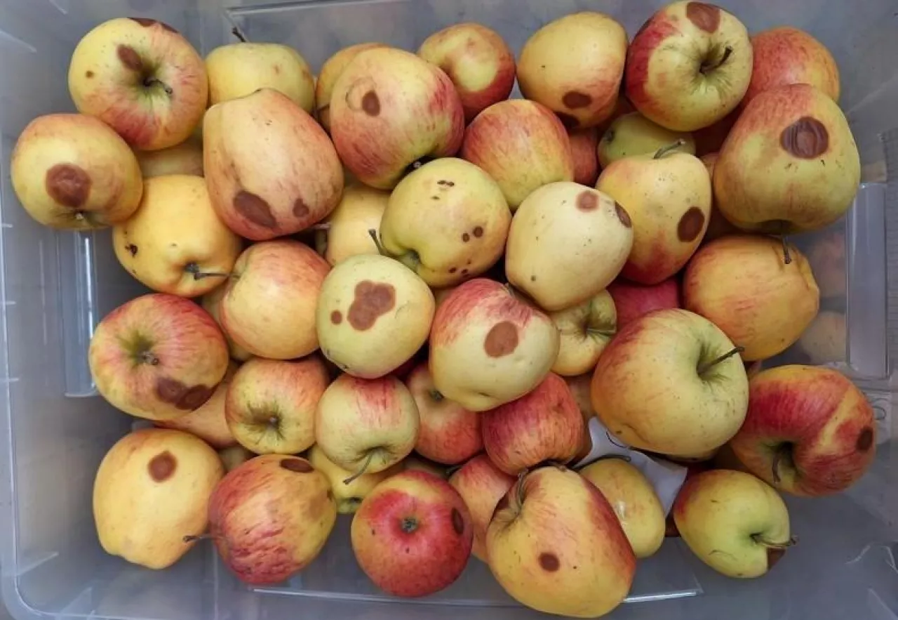 Zgorzel kory oraz objawy gorzkiej zgnilizny na owocach, odmiana Pinova