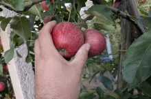 złodzieje w sadzie w gminie Warka kradną jabłka