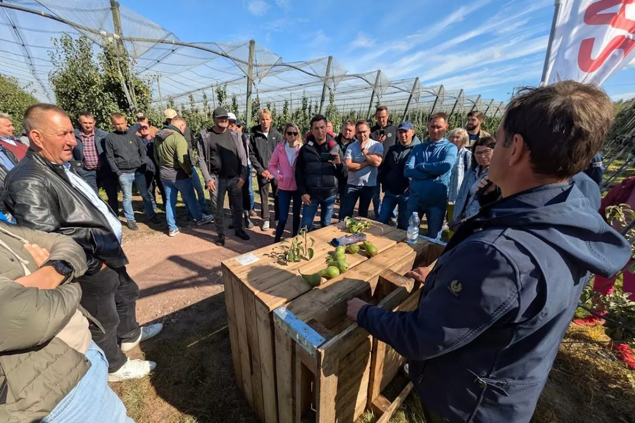 Letnie Pokazy Gruszowe