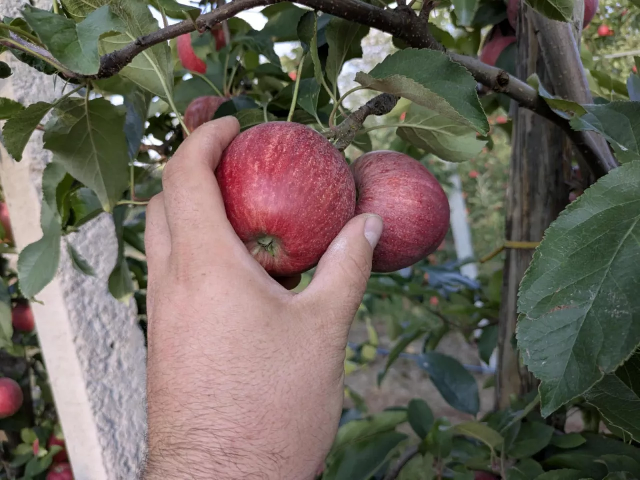 złodzieje w sadzie w gminie Warka kradną jabłka
