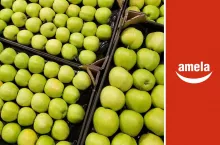 jabłka odmiany Golden Delicious