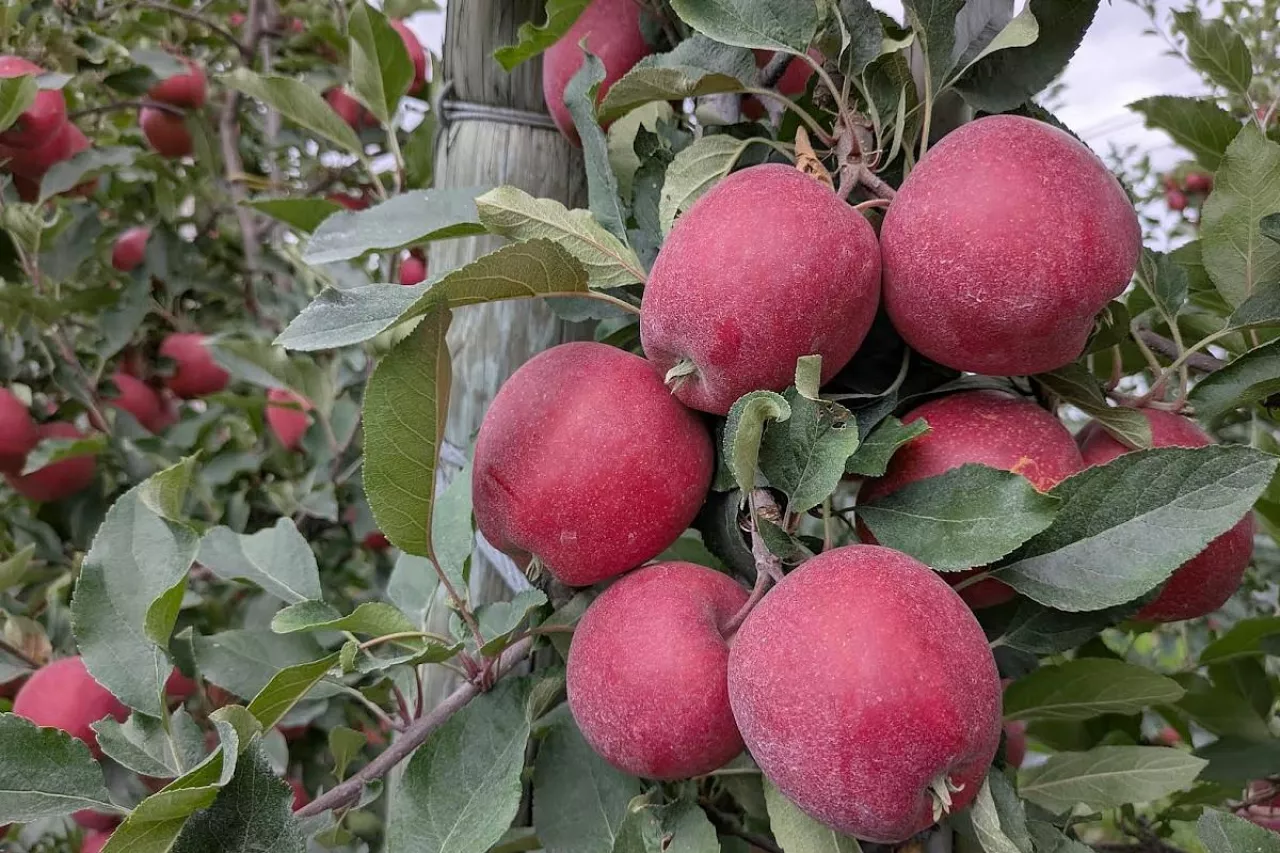 gala schniga przed zbiorami