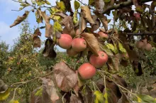 jabłka przemysłowe na drzewie