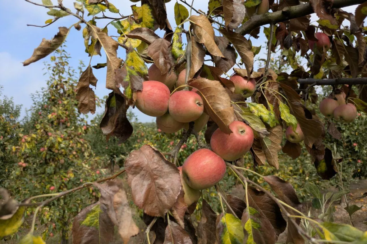 jabłka przemysłowe na drzewie