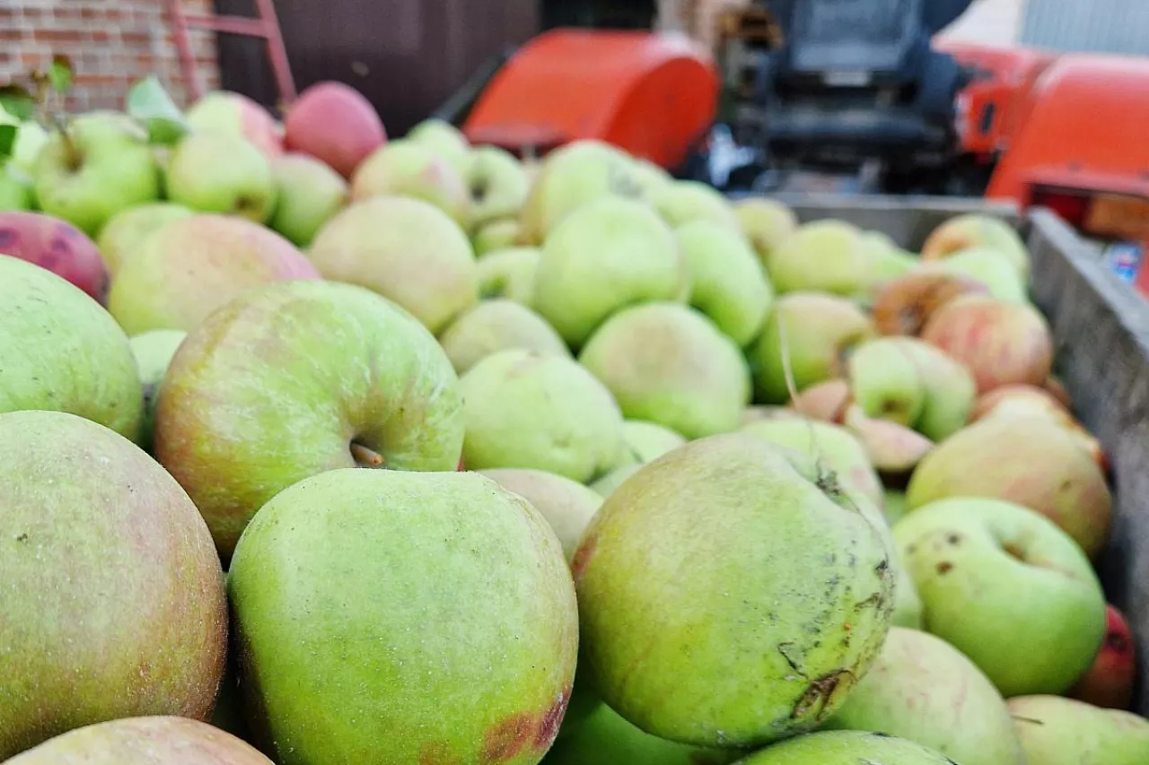 jabłka przemysłowe