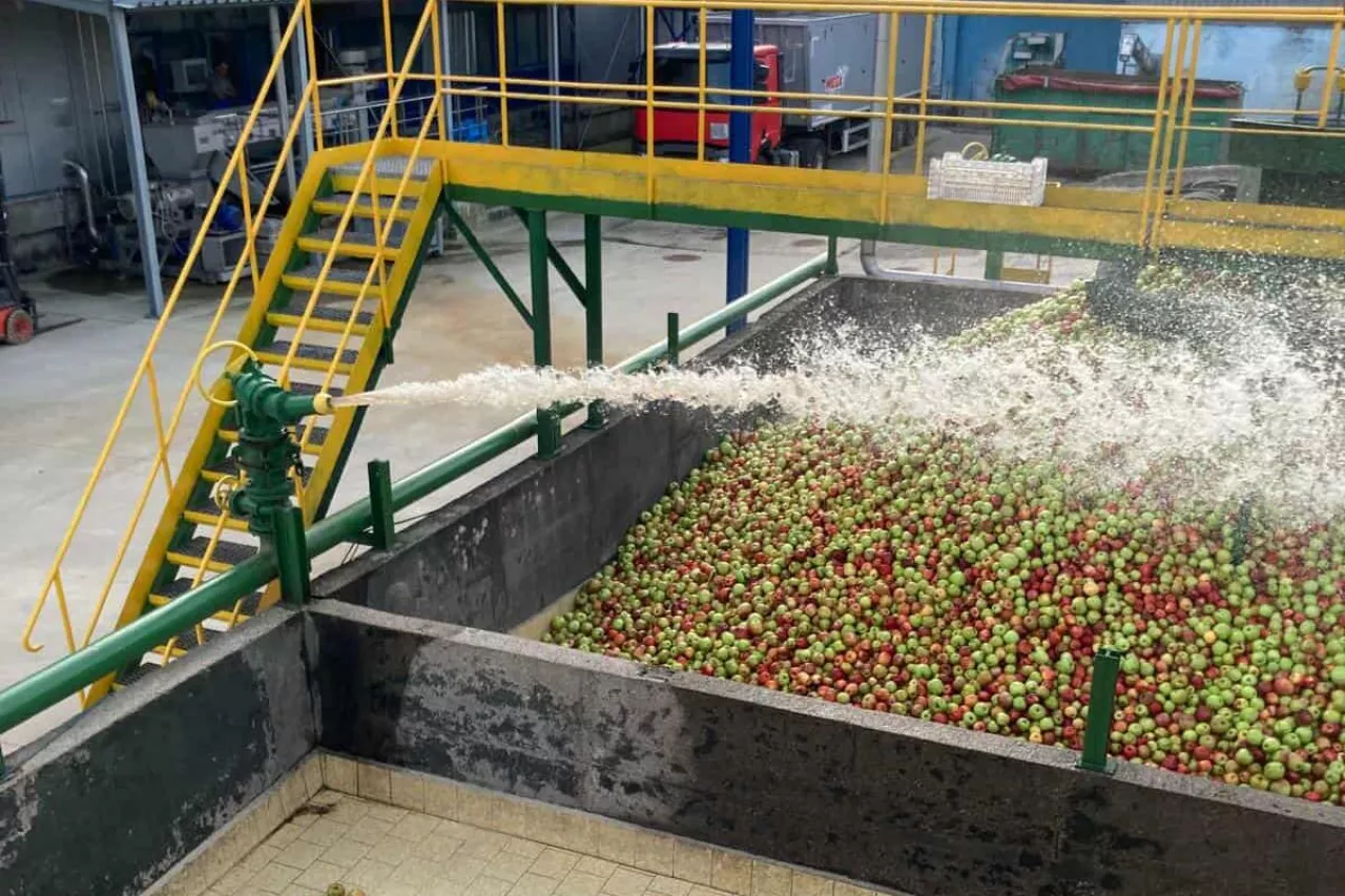 jabłka przemysłowe