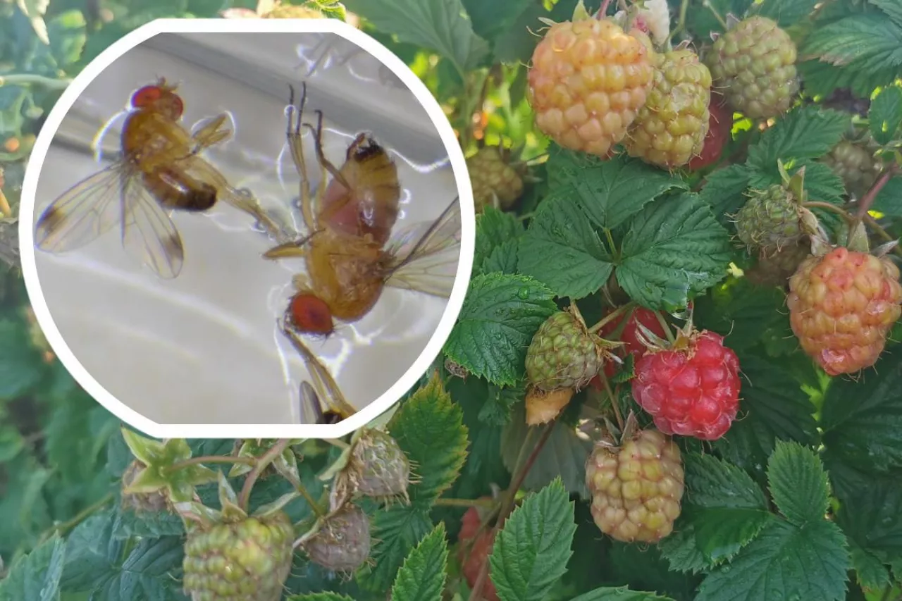 muszka plamoskrzydła