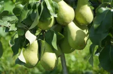 gruszki na drzewie