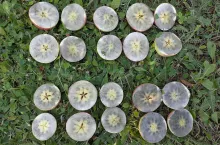 test skrobiowy Szampion