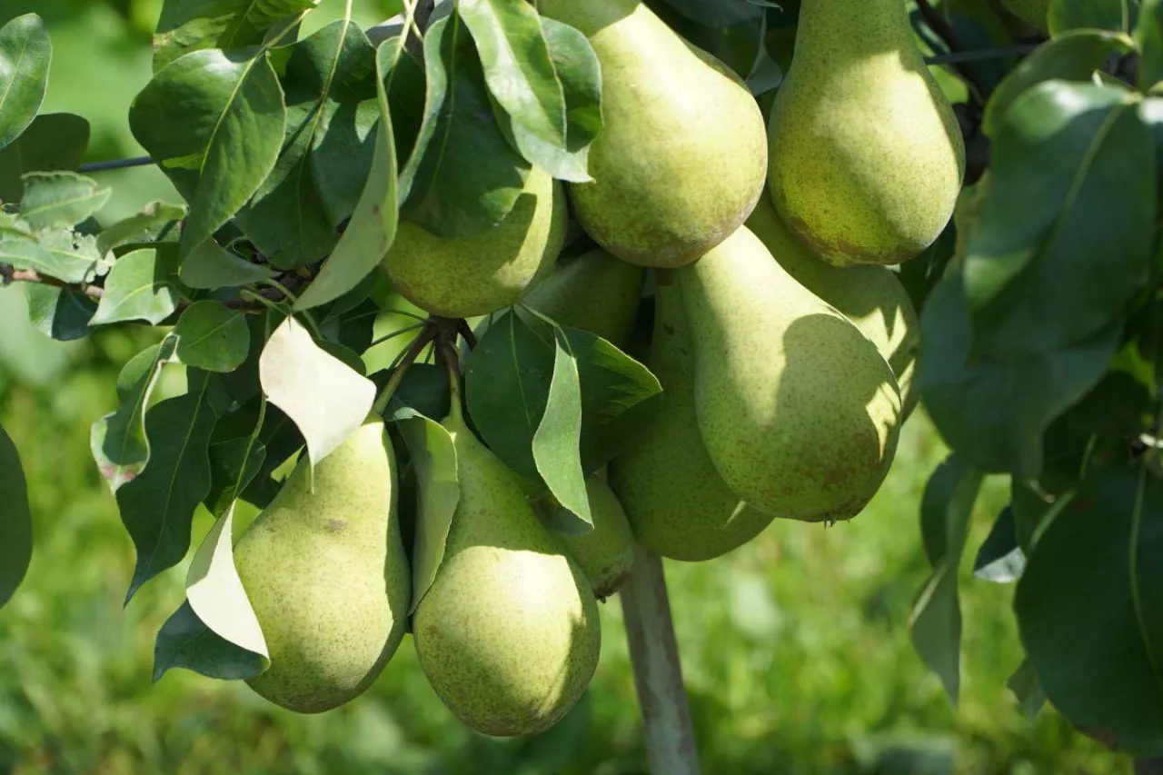 gruszki na drzewie