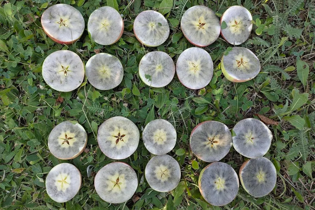 test skrobiowy Szampion