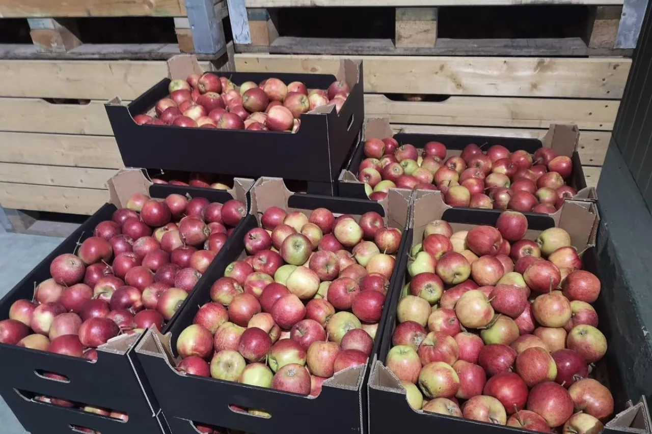 przewóz owoców i warzyw