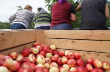 pracownicy do zbioru jabłek