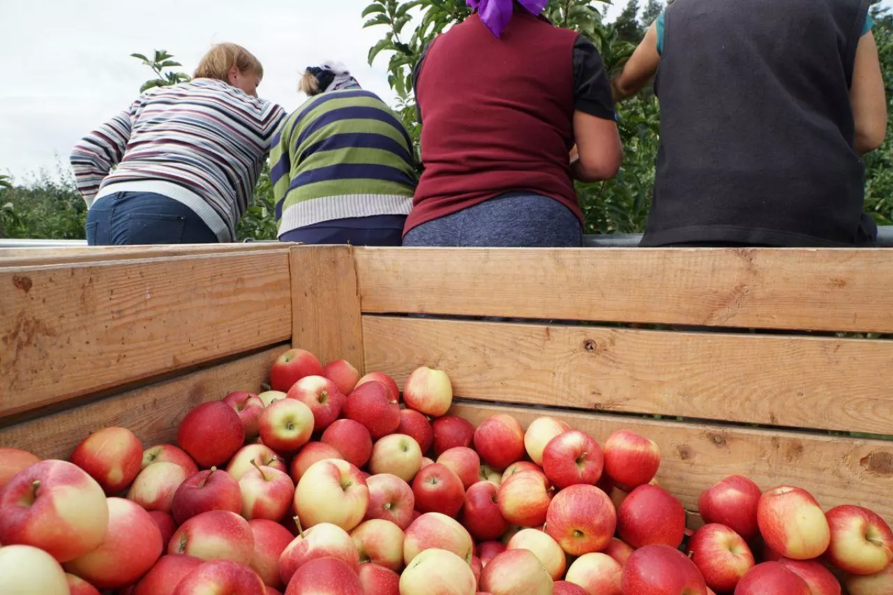 pracownicy do zbioru jabłek
