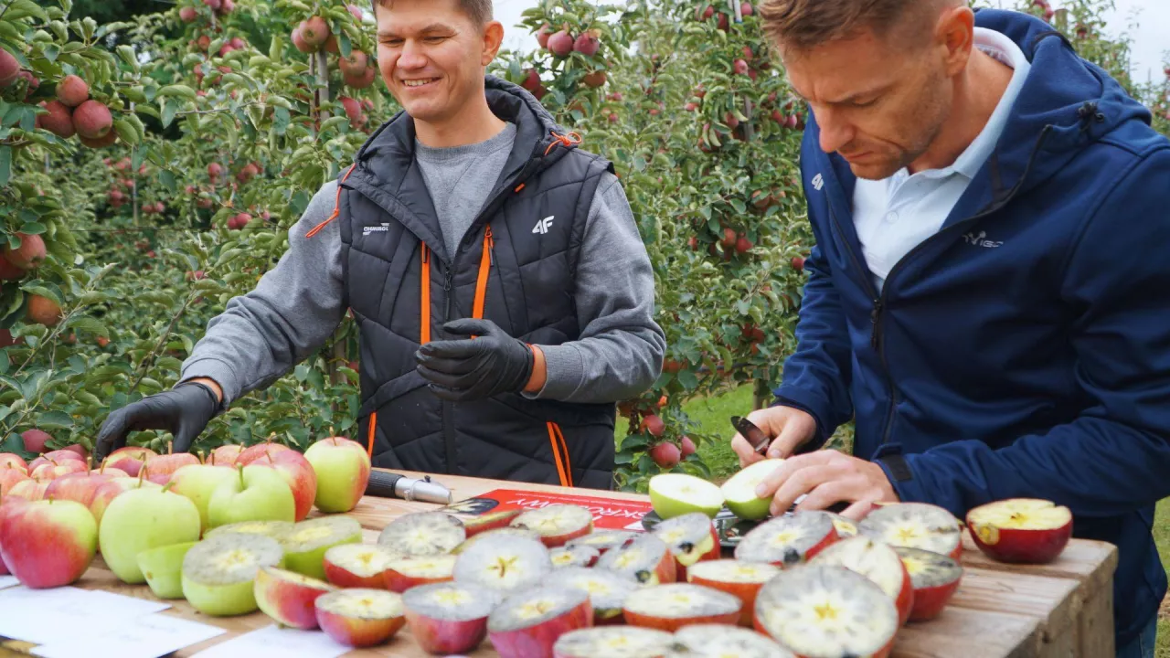 testy dojrzałości jabłek