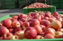 jabłka w skrzyniach