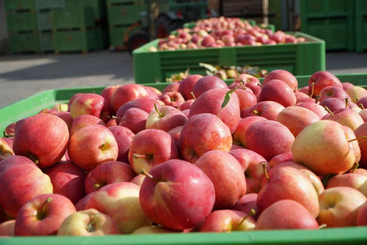 jabłka w skrzyniach