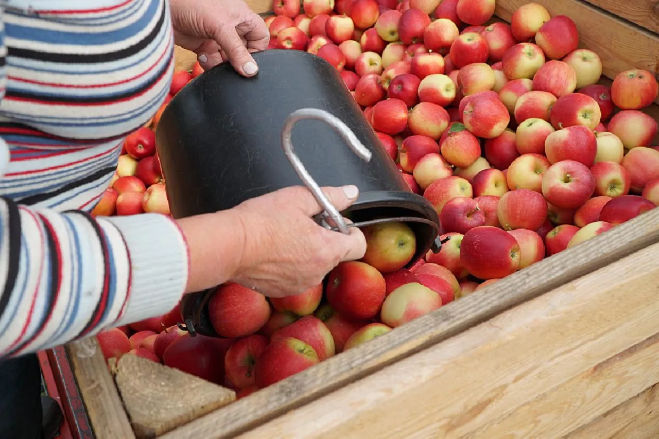 zbiory jabłek