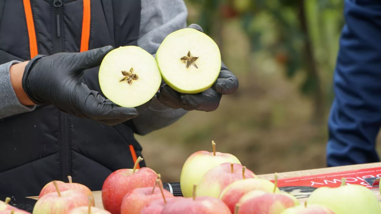 zbiór jabłek