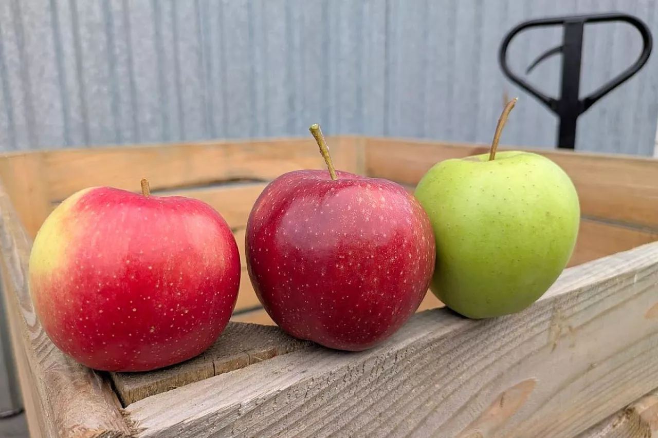 jabłka skrzynia