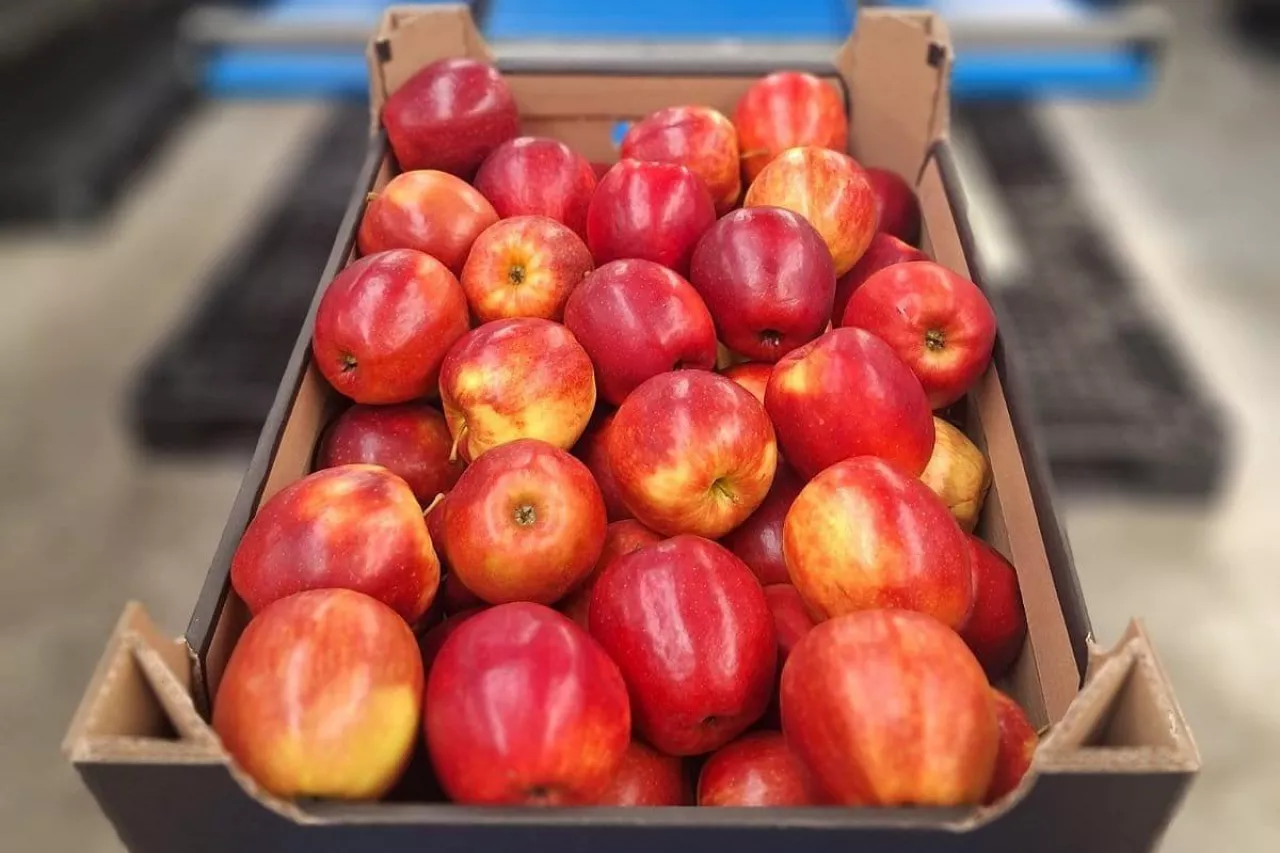 ceny jabłek deserowych