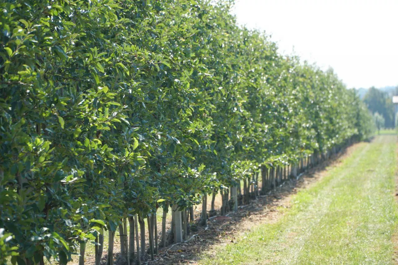 zabiegi pozbiorcze w sadach