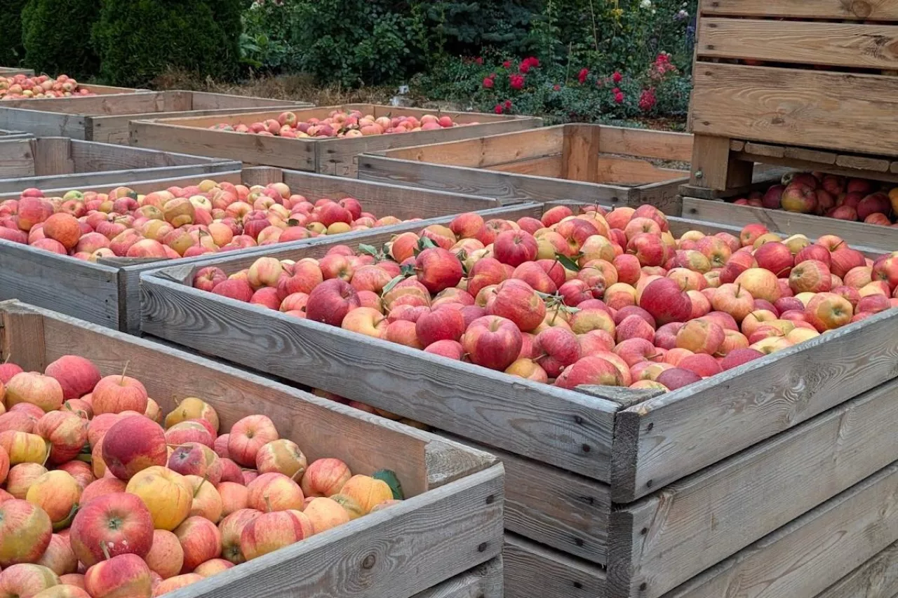 skrzynie jabłka