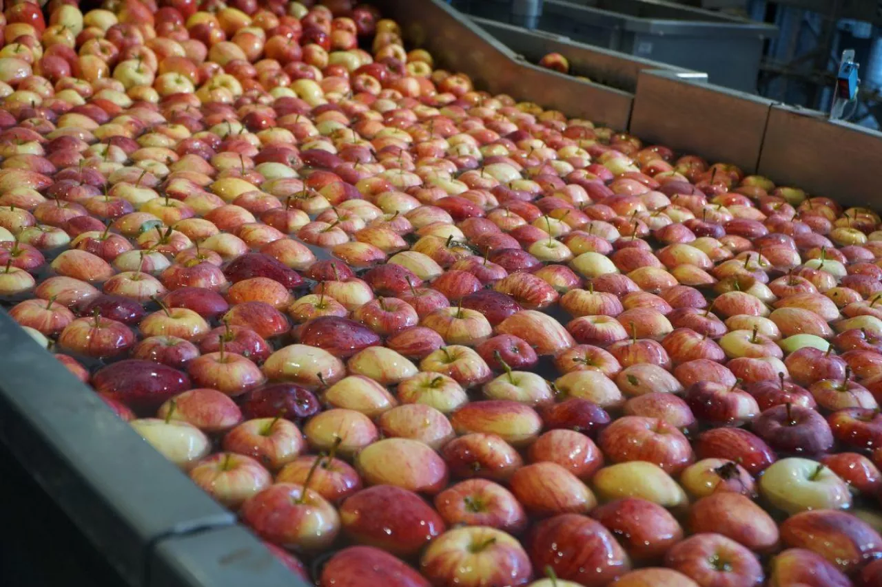 ceny jabłek deserowych