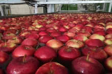 sortowanie jabłek na eksport