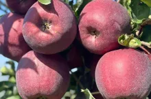 Po lewej: Red Jonaprince, po prawej: PAGACZ