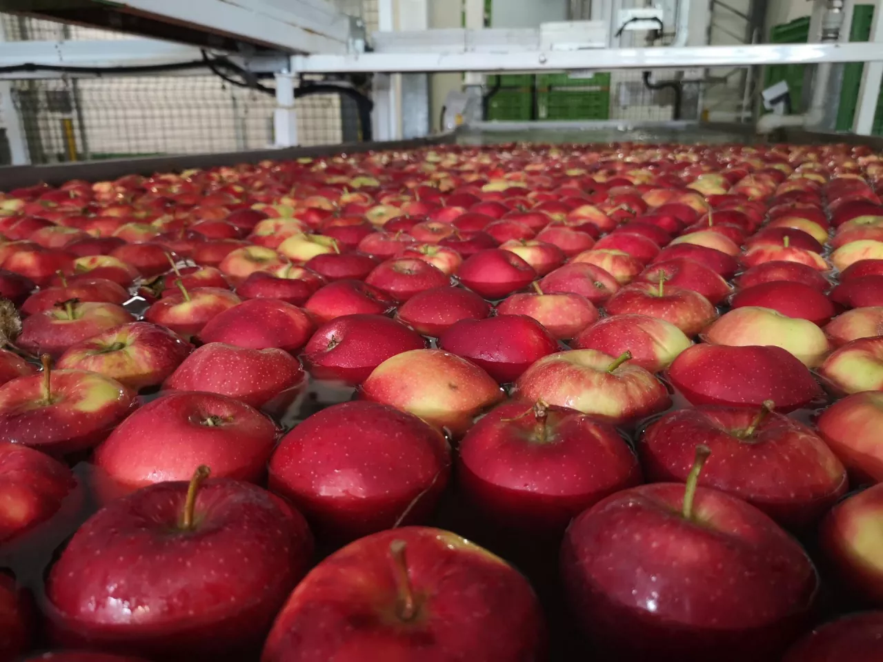 sortowanie jabłek na eksport