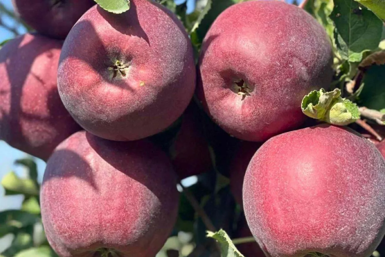 Po lewej: Red Jonaprince, po prawej: PAGACZ