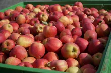 przechowywanie jabłek