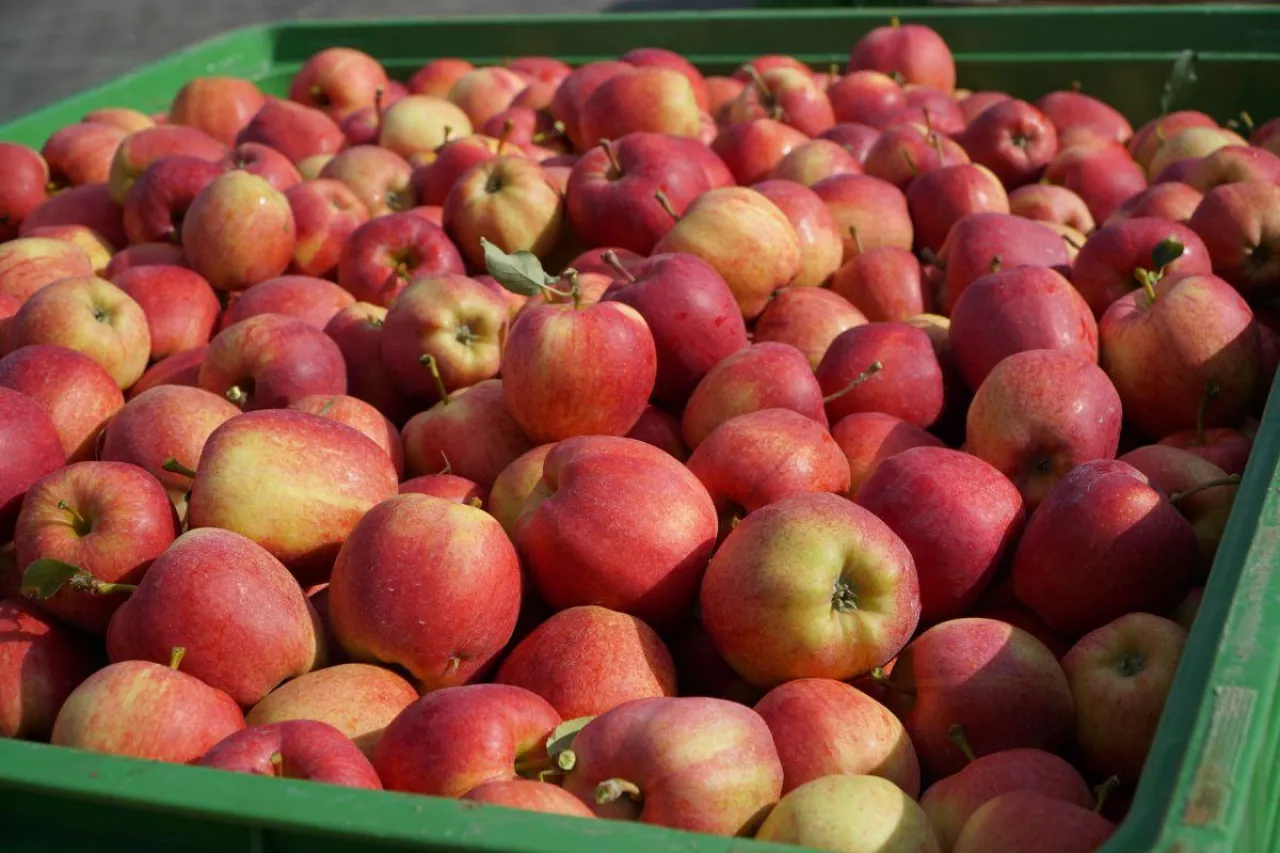 przechowywanie jabłek