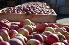 jabłka w gospodarstwie sadowniczym