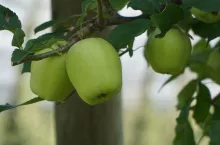 dopłaty bezpośrednie dla sadowników