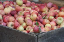 jabłka przemysłowe w skrzyni