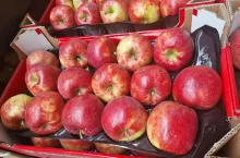 jabłka karton