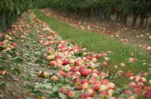 jabłka na koncentrat