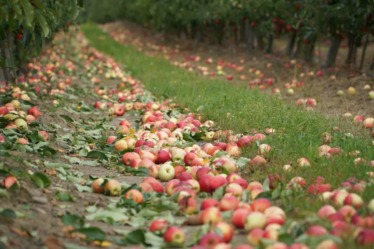 jabłka na koncentrat