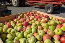 jabłka przemysłowe