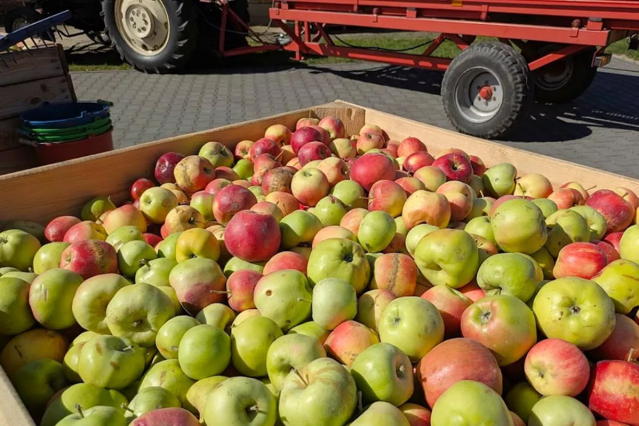 jabłka przemysłowe