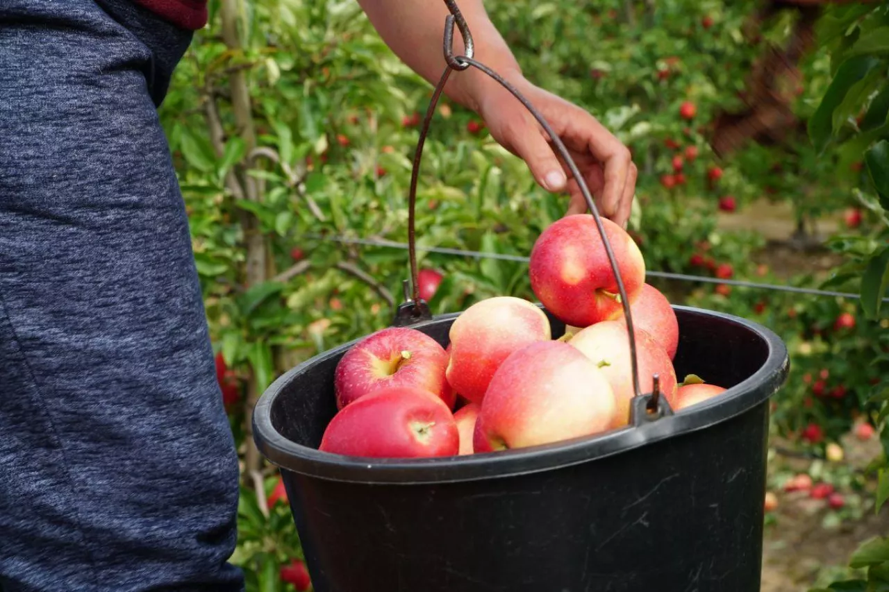 samozbiór jabłek